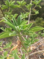 Hibiscus heterophyllus