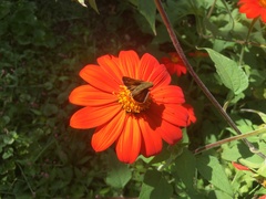 Atalopedes campestris