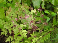 Arracacia bracteata