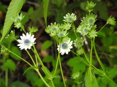 Eryngium scaposum