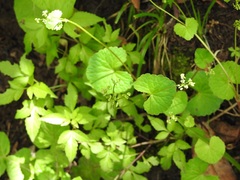 Micropleura renifolia