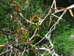 Berberis chilensis