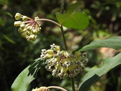 Asclepias similis