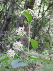 Asclepias similis