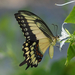Broad-banded Swallowtail - Photo (c) Mike Rickard, some rights reserved (CC BY-NC), uploaded by Mike Rickard