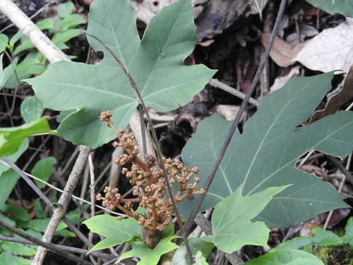 Oreopanax peltatus Linden