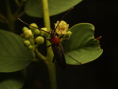 Stenosphenus dolosus