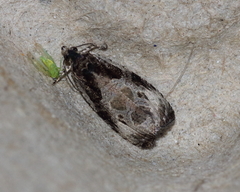 Olethreutes connectum