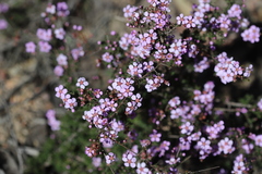 Euryomyrtus ramosissima ramosissima