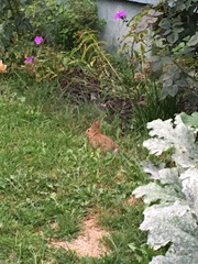 Sylvilagus floridanus