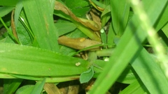 Flavoclypeus andromedus