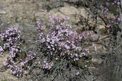 Euryomyrtus ramosissima ramosissima