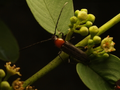 Stenosphenus dolosus