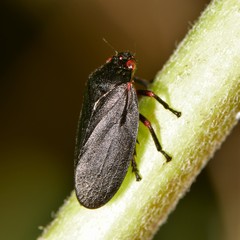 Prosapia ignipectus