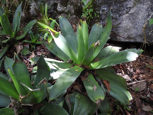 Agave warelliana