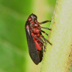 Prosapia ignipectus