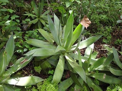 Agave warelliana