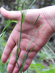Sisyrinchium angustissimum