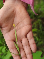 Sisyrinchium angustissimum