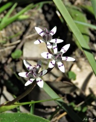 Wurmbea biglandulosa
