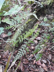 Asplenium praemorsum