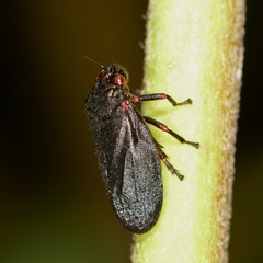 Prosapia ignipectus