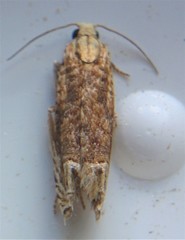 Eucosma ochrocephala