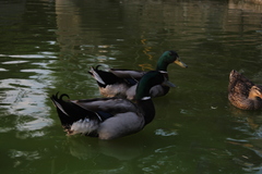 Anas platyrhynchos domesticus