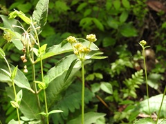 Alloispermum scabrum