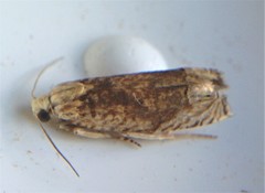 Eucosma ochrocephala