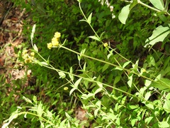 Alloispermum scabrum