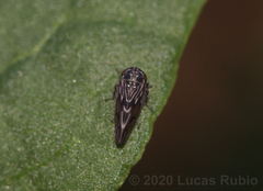 Megophthalminae