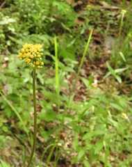 Alloispermum scabrum
