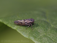 Megophthalminae