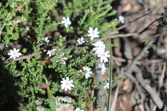Olearia minor