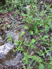 Chaptalia transiliens