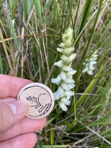 Nodding lady's tresses (Spiranthes cernua)
