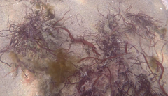 Devaleraea ramentacea