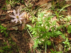 Cosmos diversifolius