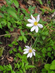 Cosmos diversifolius