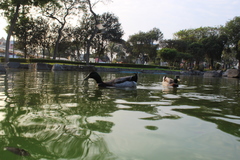 Anas platyrhynchos domesticus