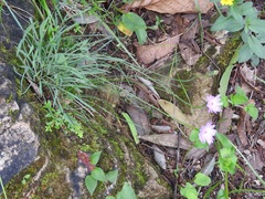 Pinaropappus spathulatus