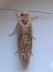Eucosma ochrocephala