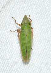 Draeculacephala constricta