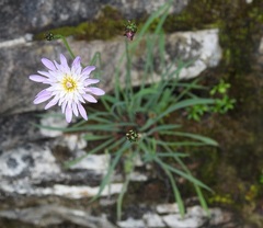 Pinaropappus spathulatus