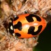 Parenthesis Lady Beetle - Photo (c) Jason M Crockwell, some rights reserved (CC BY-NC-ND), uploaded by Jason M Crockwell