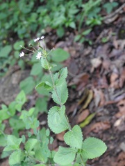 Stevia elatior