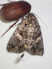 Condica macrosema