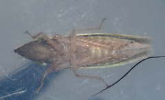 Draeculacephala constricta