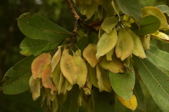 Terminalia sericea